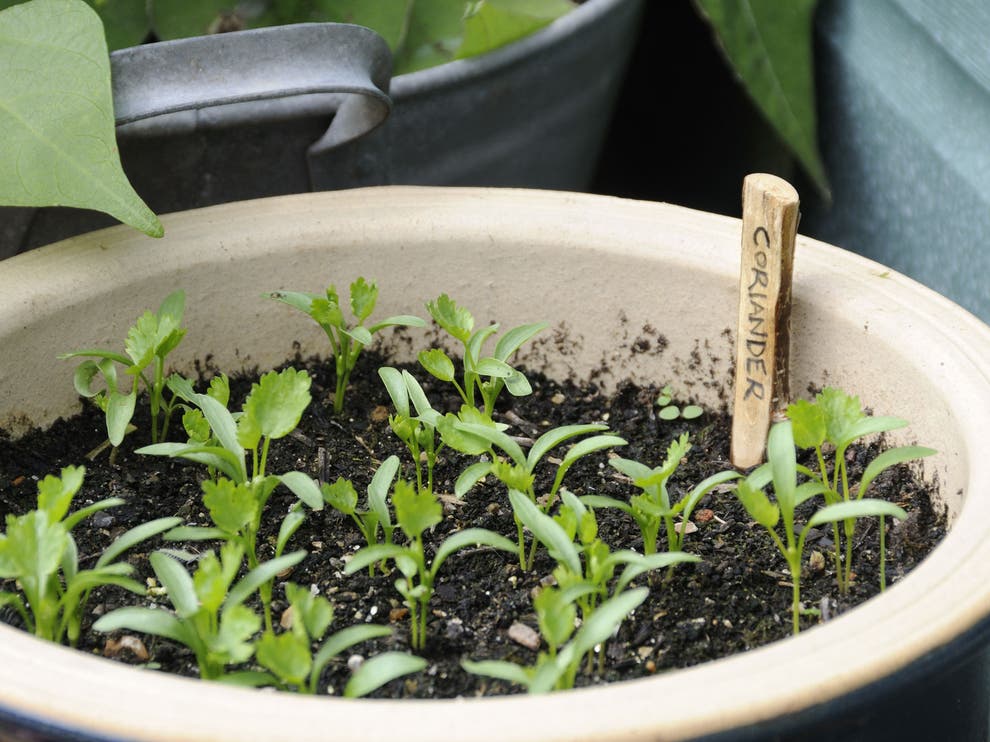 How To Grow Herbs From Seed On Your Windowsill The Independent The