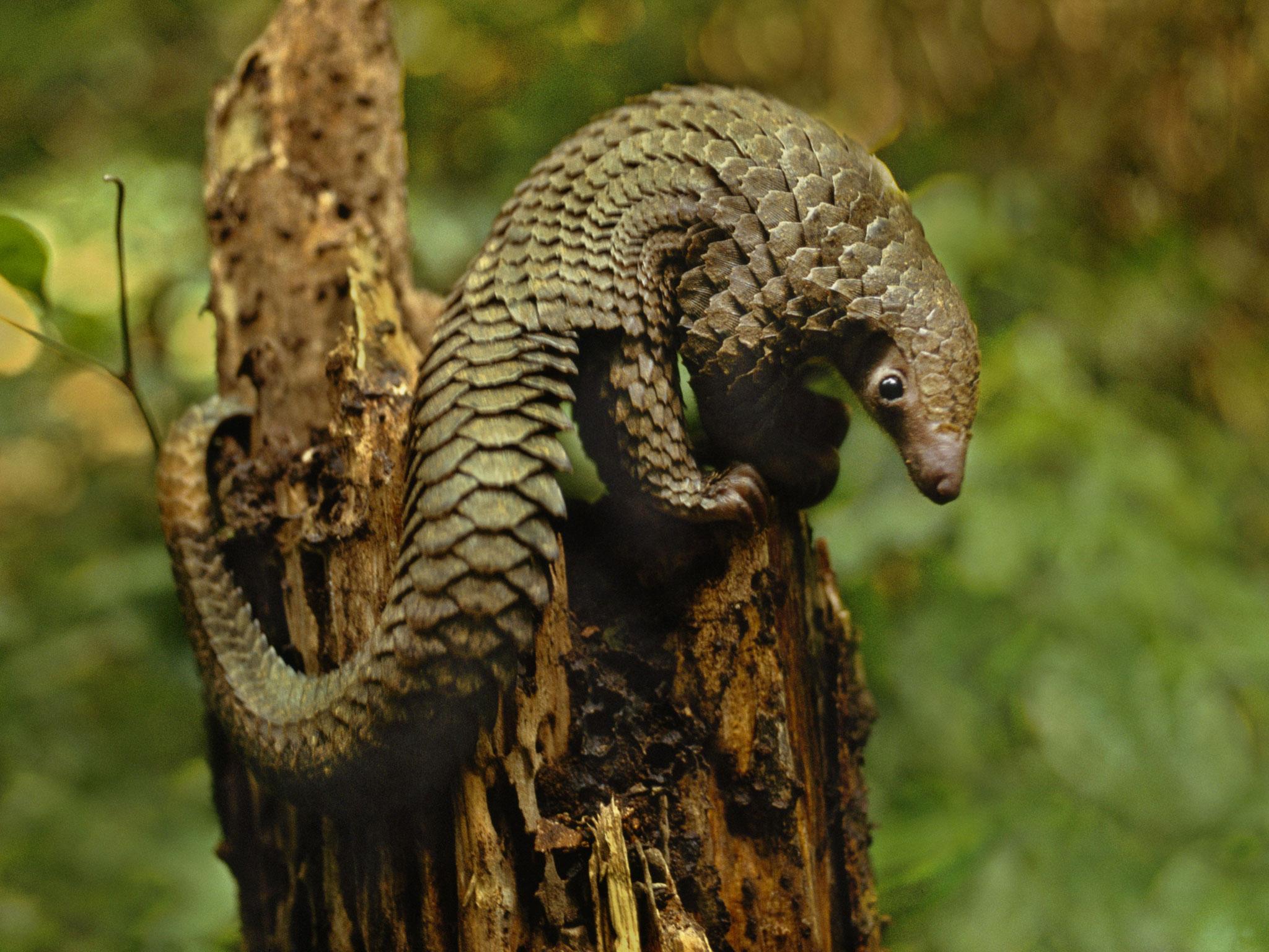 A long-tailed pangolin in the Democratic Republic of the Congo