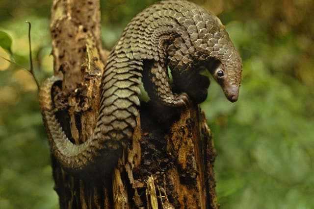 A new study conducted by British researchers and Chinese law enforcement found that the Chinese pangolin was in danger of being "eaten to extinction"