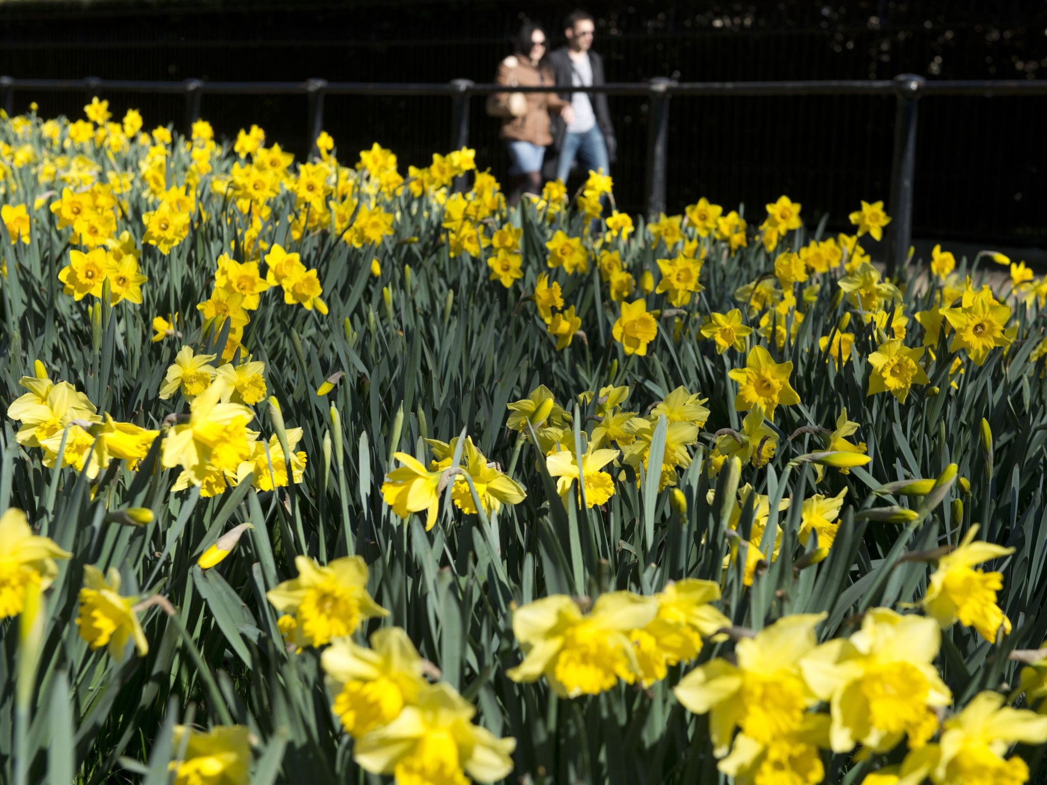 Daffodils in central London last year - as forecasters said the weekend should bring the first spring sunshine of the year 