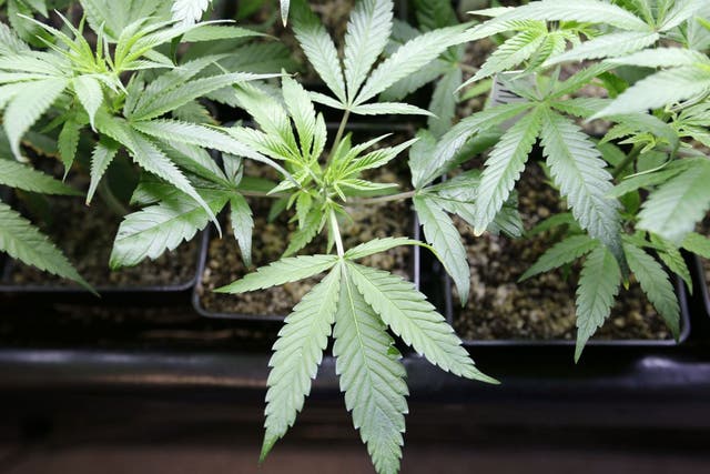 Calls for cannabis to be legalised for medical use have been growing in the UK