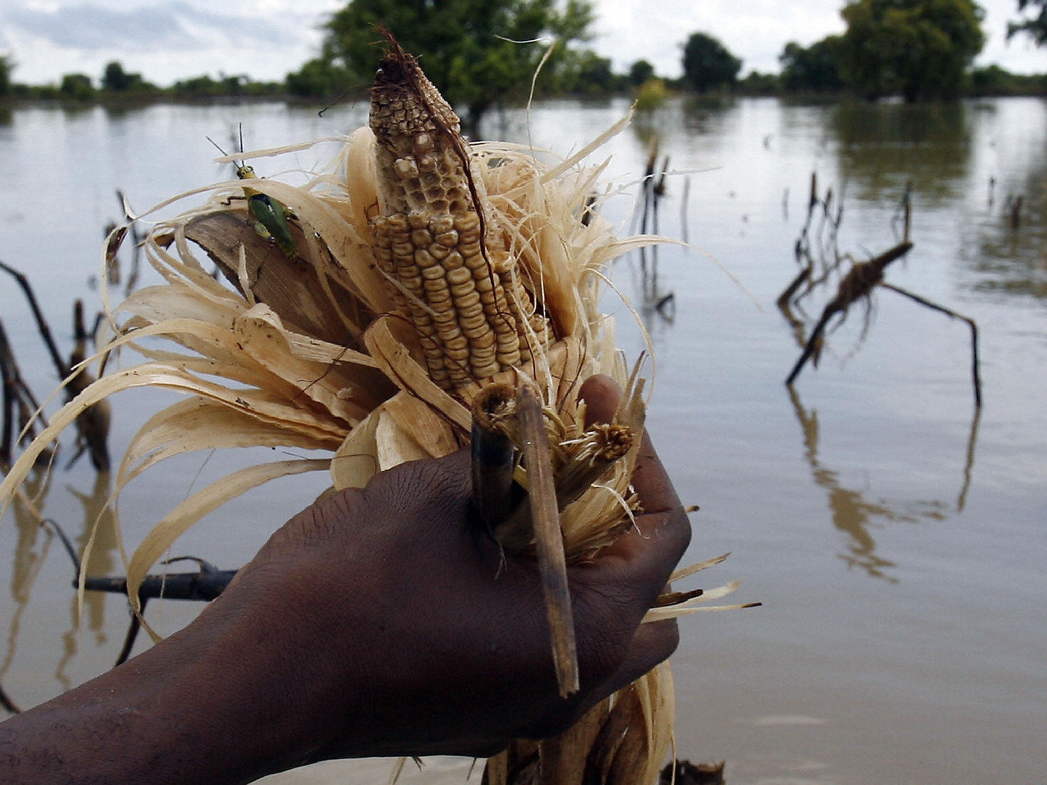 The report predicts that climate change will reduce median crop yields by 2 per cent per decade for the rest of the century