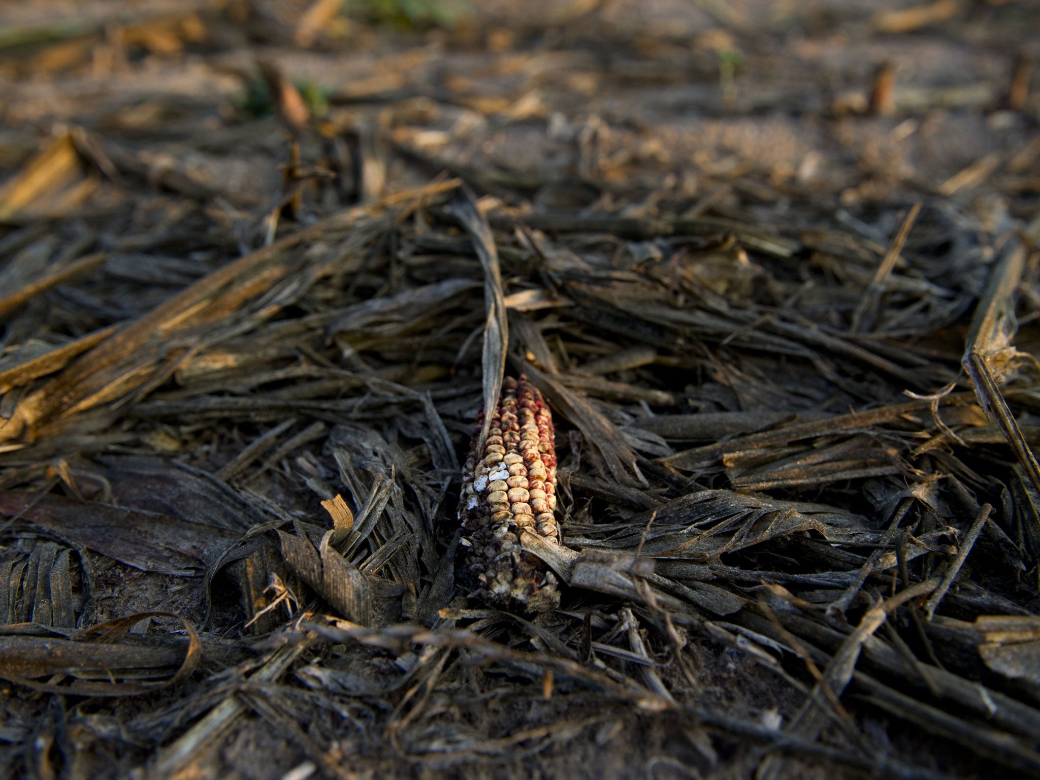 Widespread drought devastated a corn crop on a farm near Bruceville, Indiana in 2012. The report forecasts that climate change will reduce median yields by up to 2 per cent per decade for the rest of the century