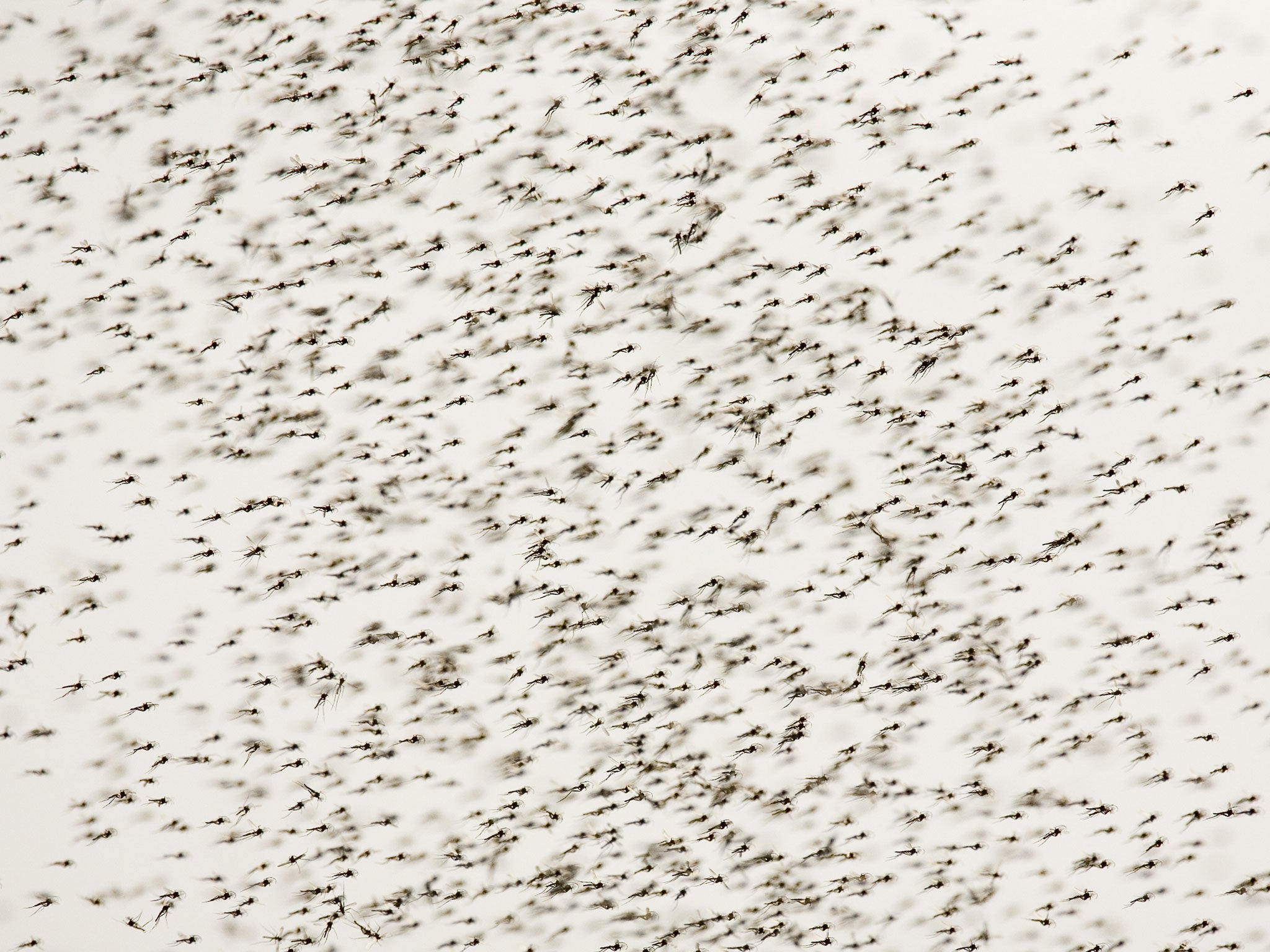Midges swarming in the UK, by Oxford Scientific