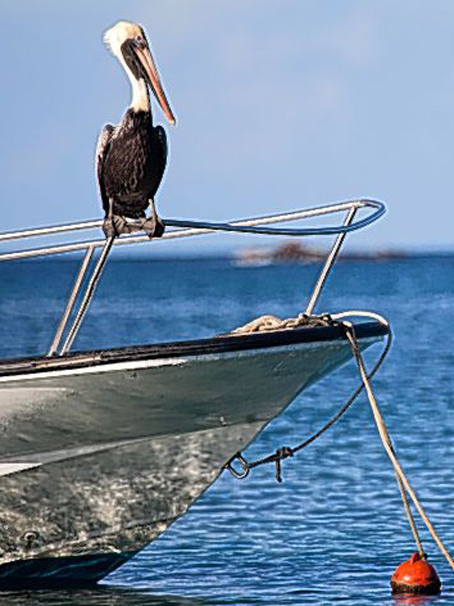 A pelican settles in for the ride