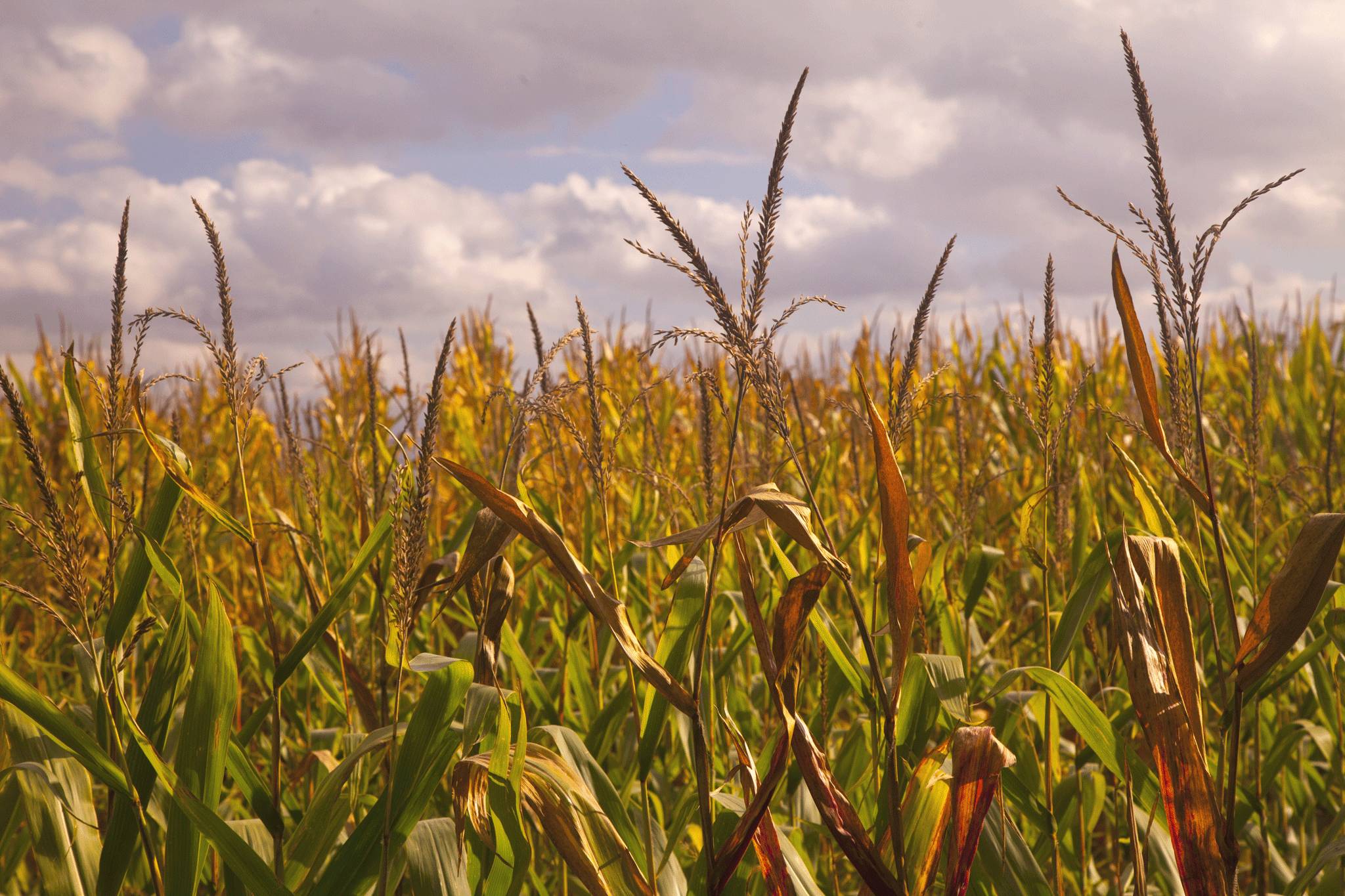 Bt corn makes up 75% of US corn crops (Picture: Getty)