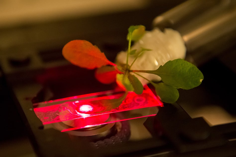 The leaf of a plant embedded with carbon nanotubes is examined under a near-infrared microscope.