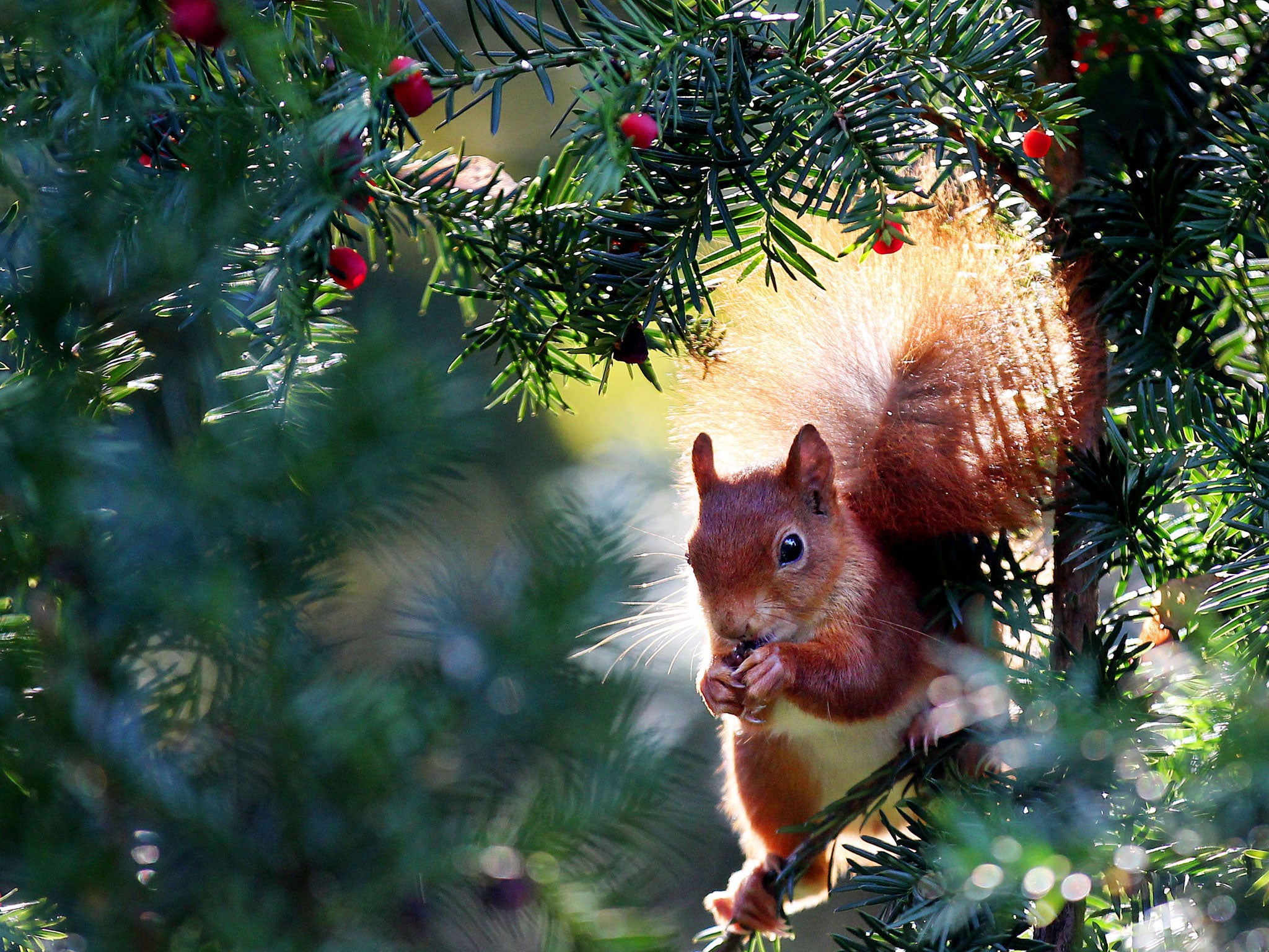 A squirrel eats berries in a tree in Cologne, on October 24, 2011.