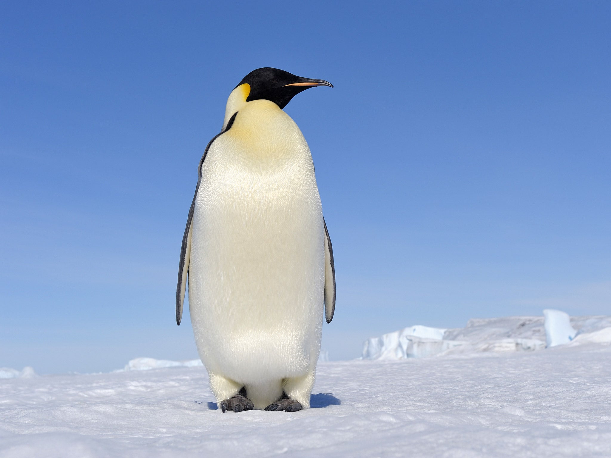 An Emperor penguin in Antarctica