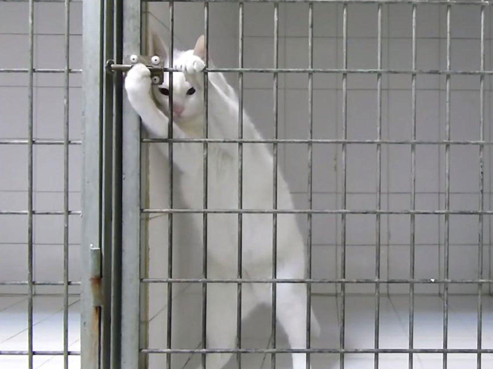 Houdini cat: Meet Chamallow, the feline escape artist | The Independent |  The Independent