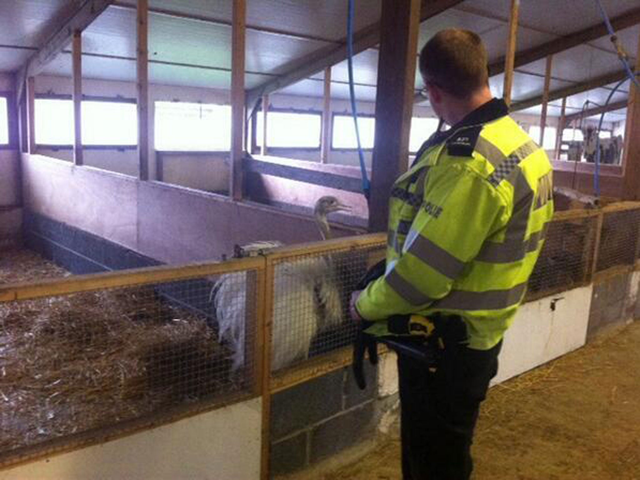 A mysterious emu captured by Lincolnshire Police officers on Wednesday 19 March 2014