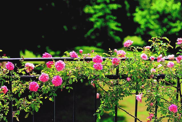 Climbing roses will do exactly what they want - growing high into the air - unless you tie them in