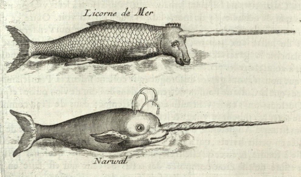 An illustration of a narwhal and a goofy 'sea unicorn' from 1694.