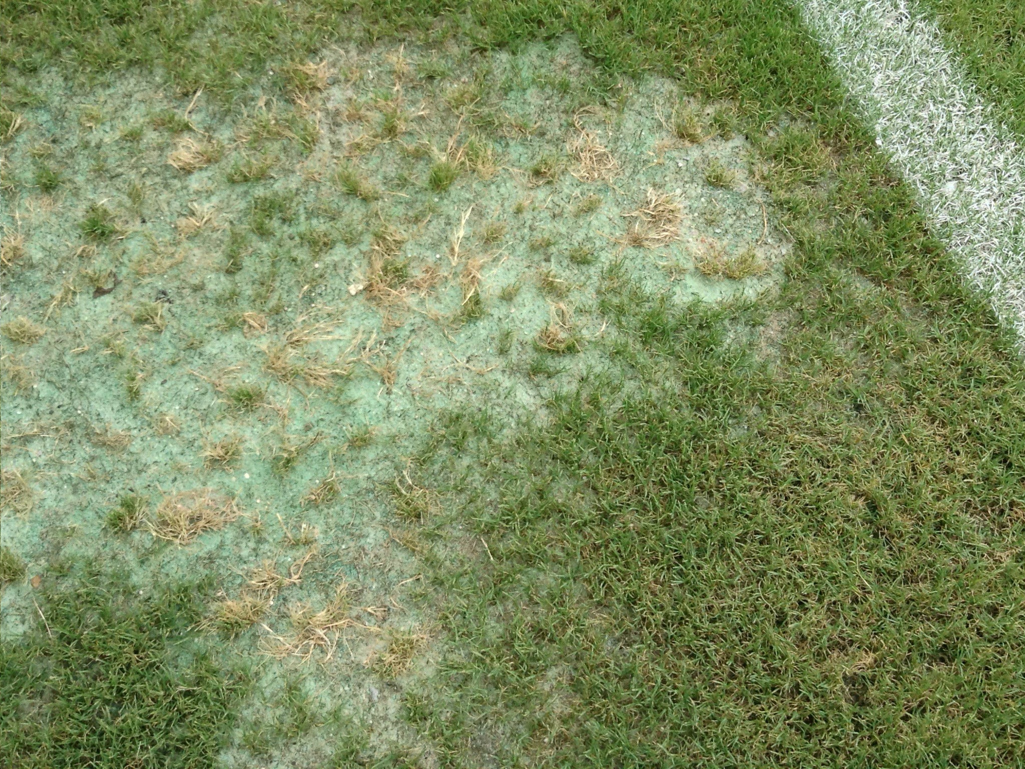 The damage caused by fertiliser to the pitch