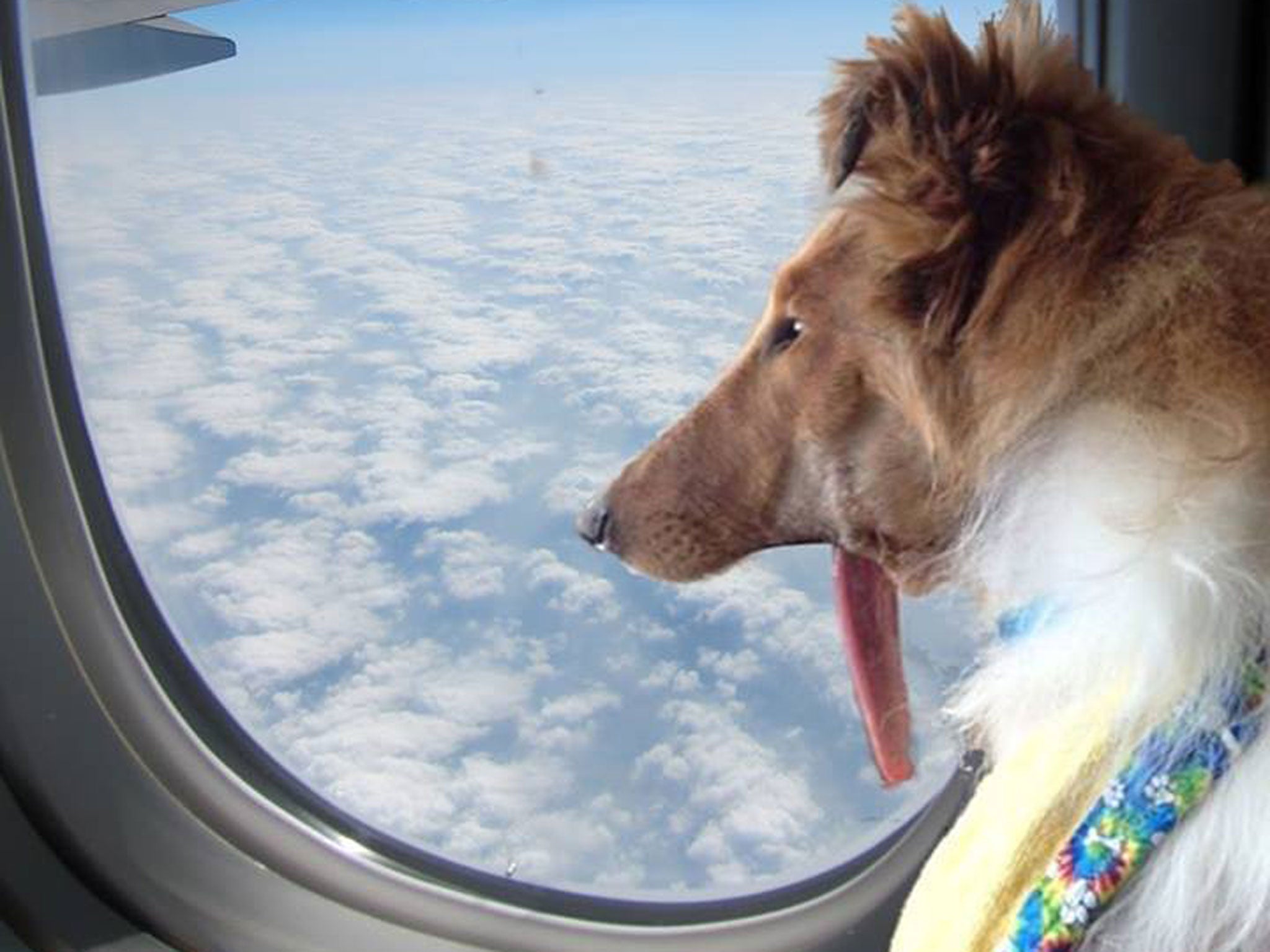 Lad, wearing one of his many bibs, on the plane to California