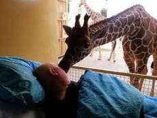 Giraffe's final goodbye: kisses for a dying zoo worker