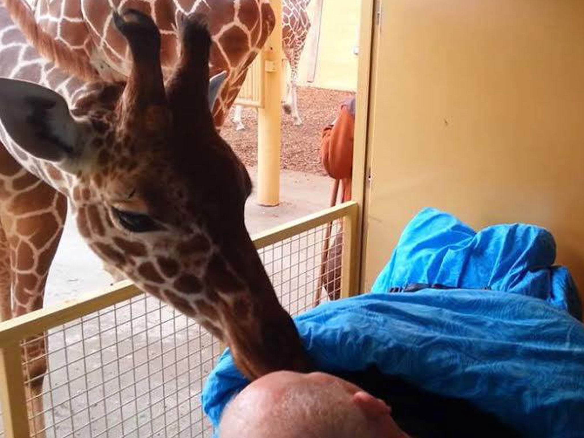 A giraffe nuzzles Mario