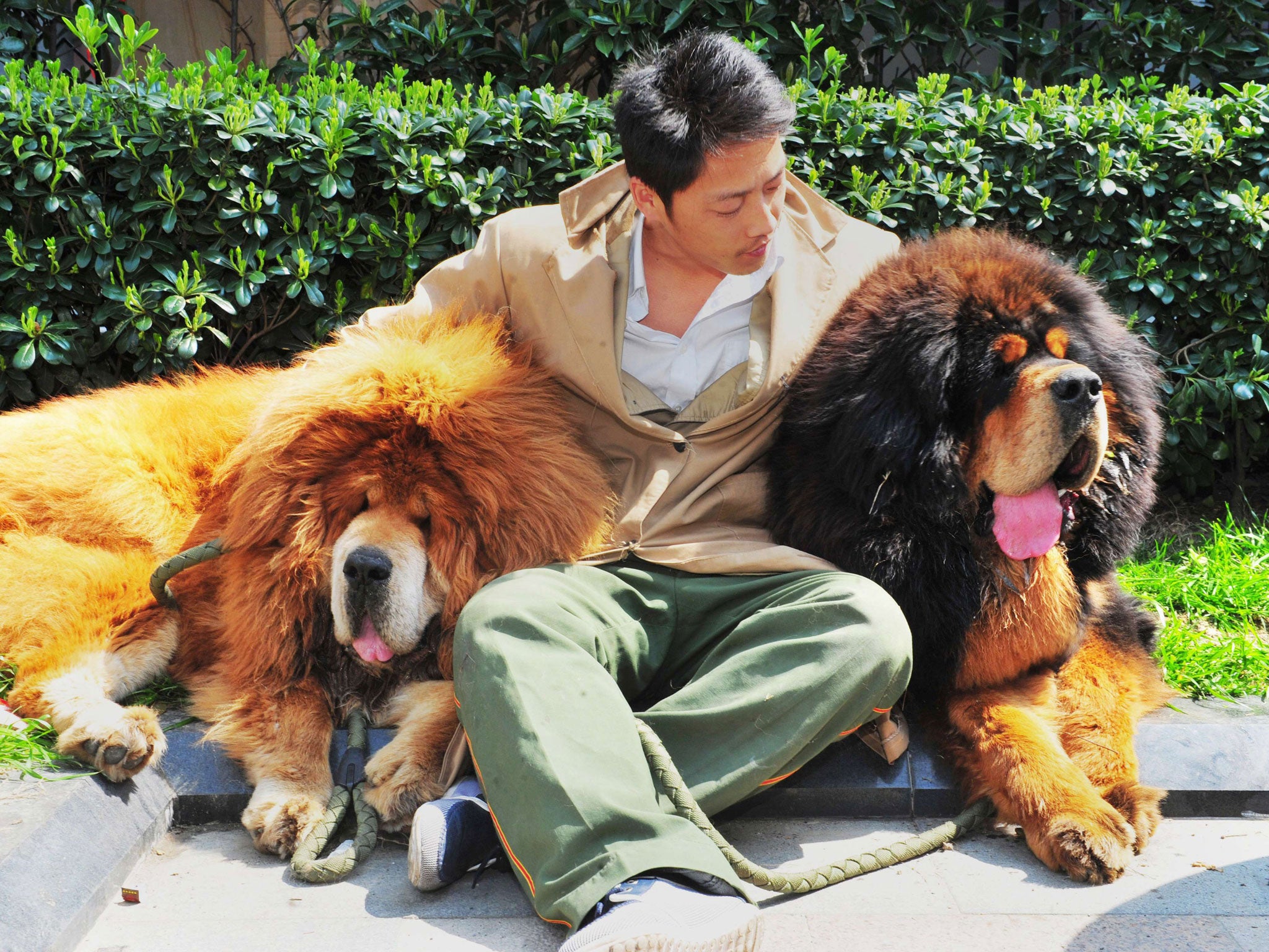 Shaggy Dog Story Were Two Tibetan Mastiffs Really Sold For 1 75m In China This Week The Independent The Independent