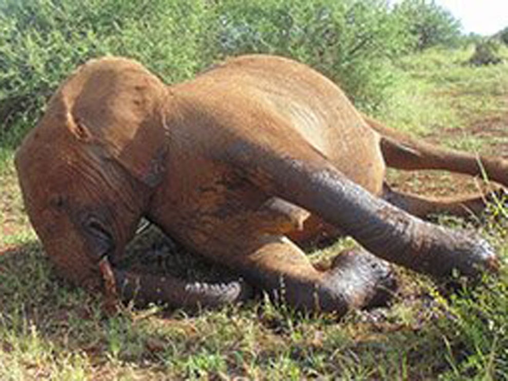 Pregnant elephant speared to death by poachers in Kenya | The