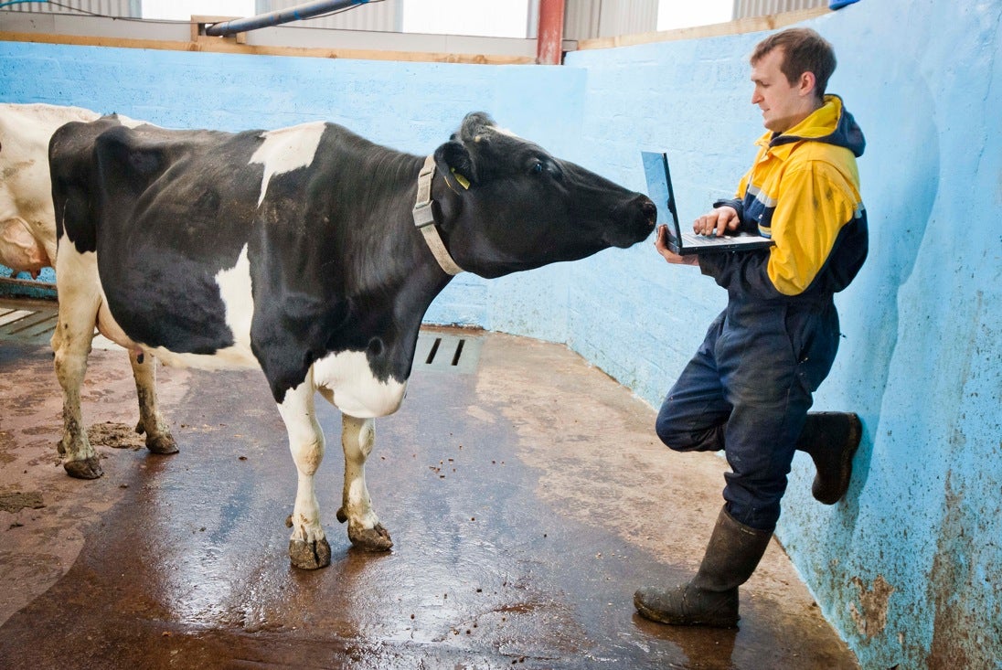 Silent Herdsman collars relay information about the cattle back to the farmer's computer of choice.