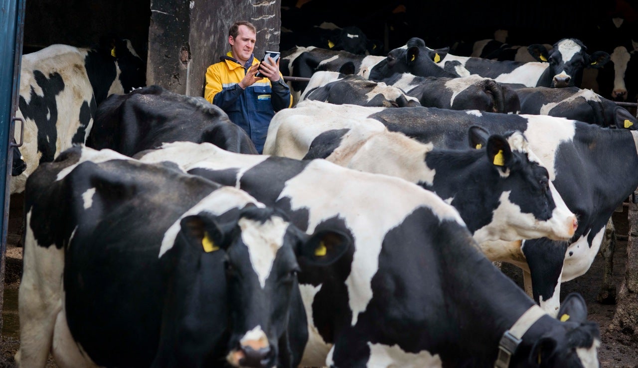 The collars can be synced up to mechanised gates to autmatically sort cattle into those that are in heat and those that are not.