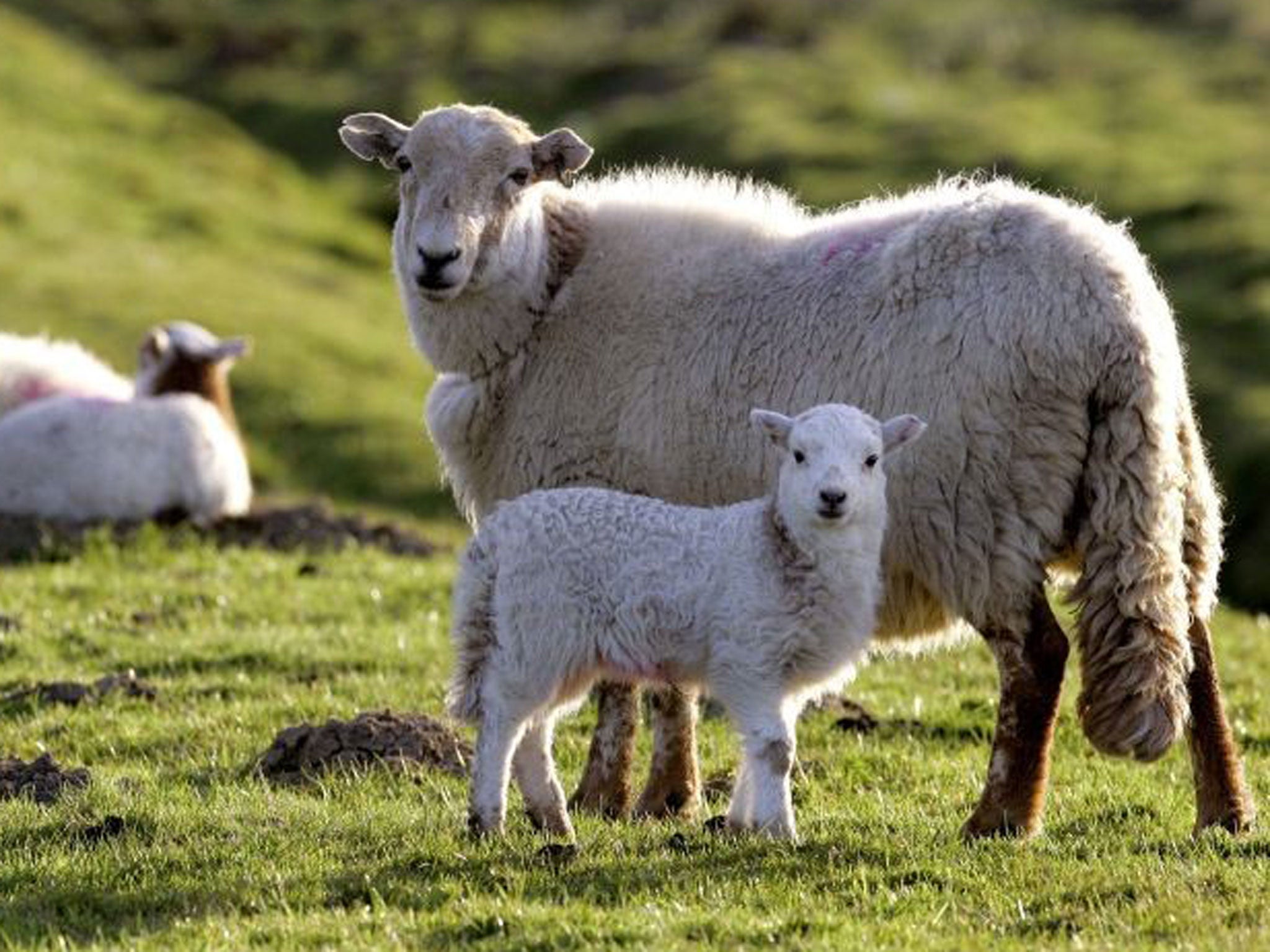 File image: Thousands of sheep in Australia have been behaving 'like heroin addicts' after eating a deadly poisonous plant