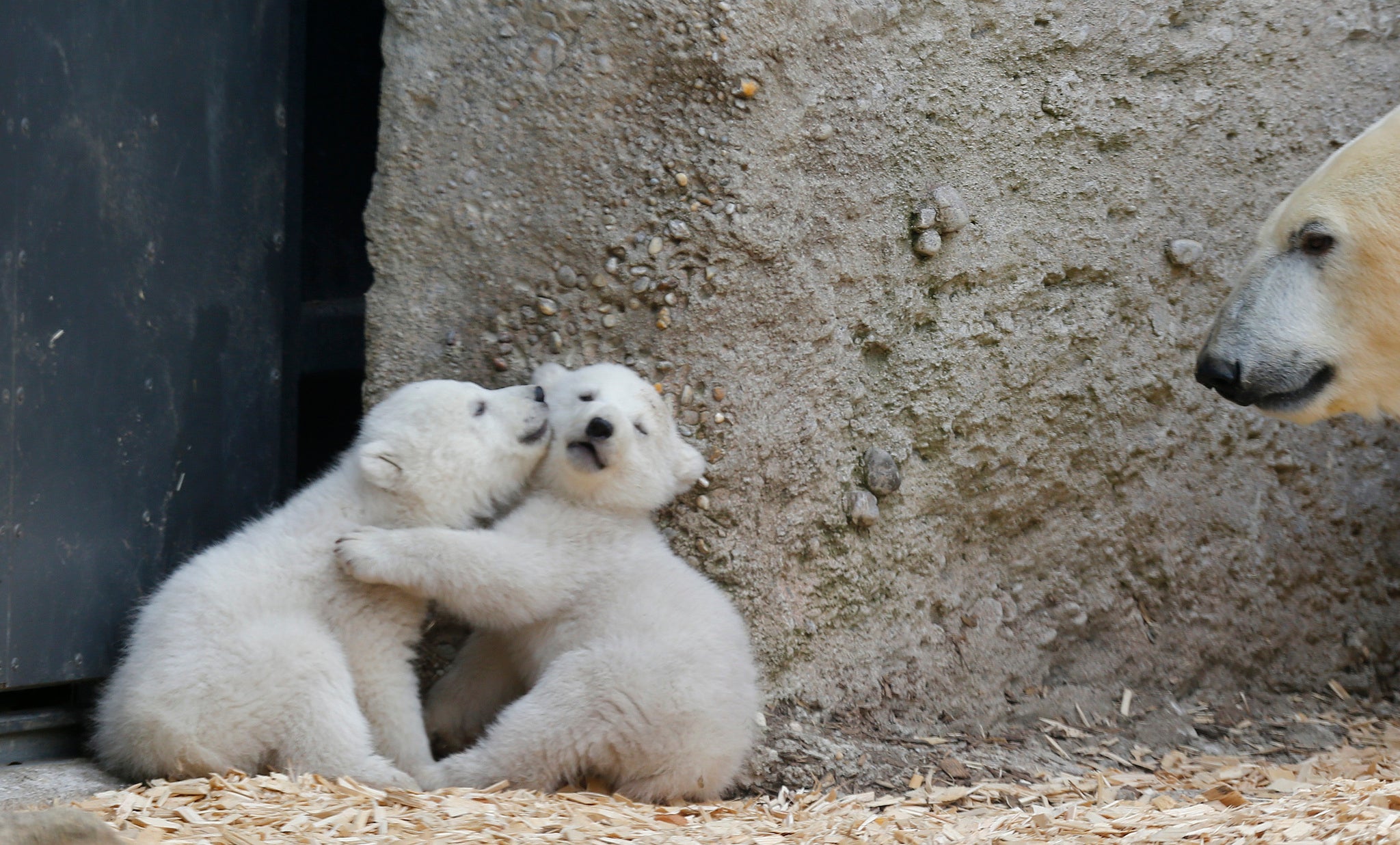 Polar bears: famed for their willingness to forego makeup on social media.