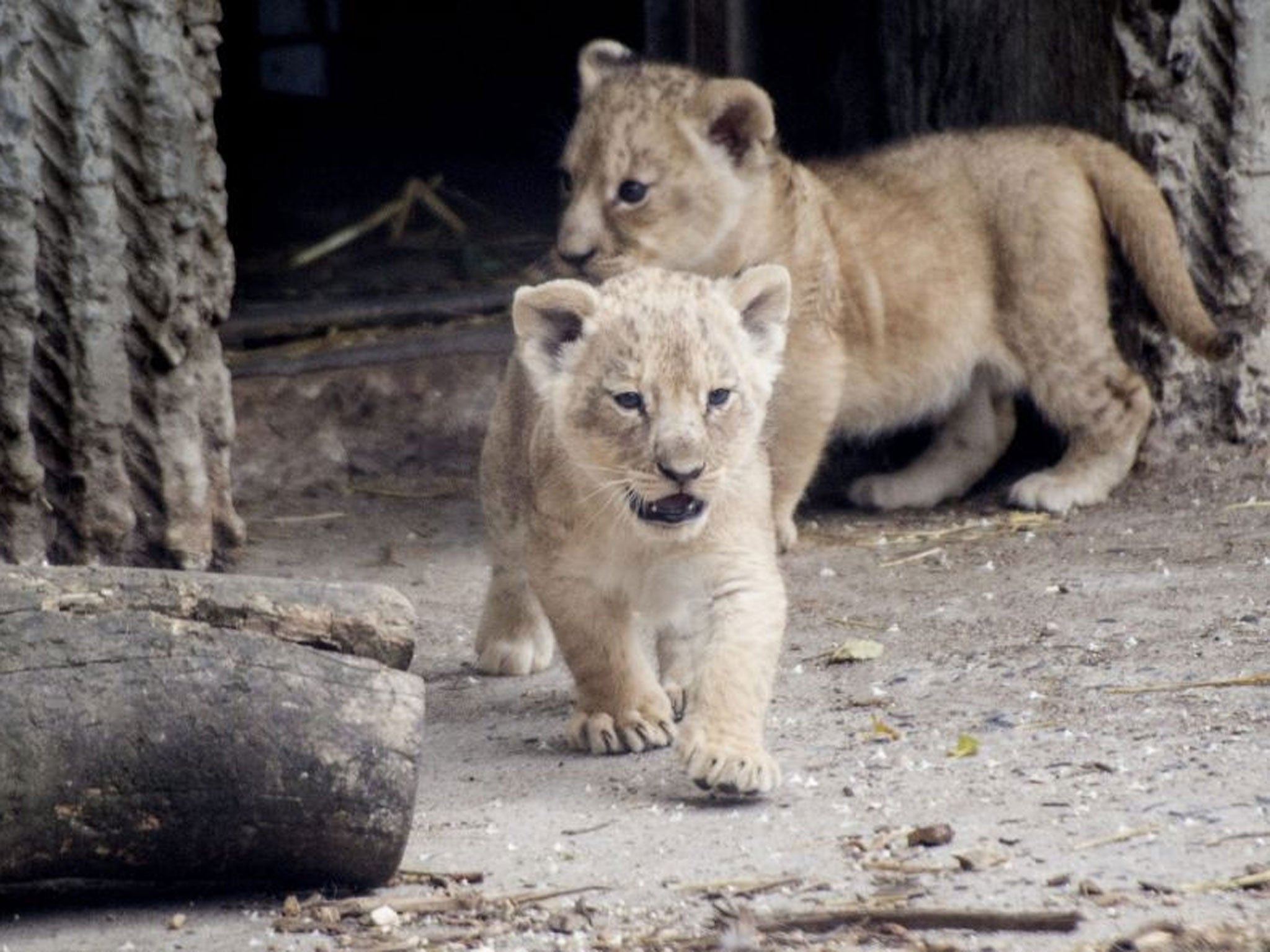 New lion cubs entering the lions enclosure for the first time in Copenhagen Zoo.