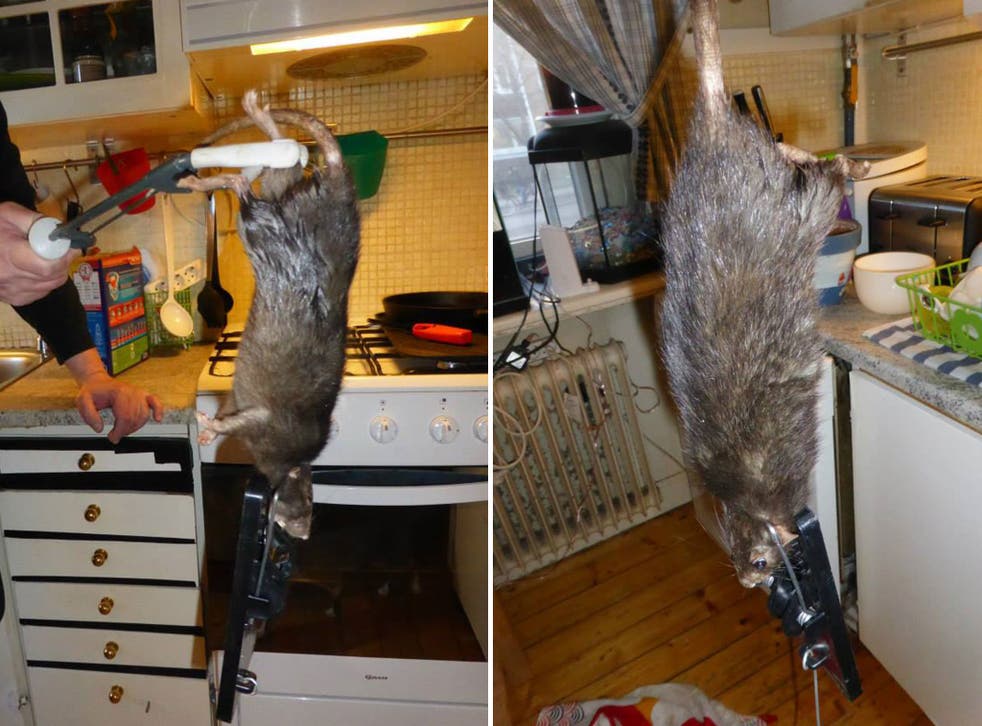 The giant rat was described as a 'Viking' by the Swedish family whose kitchen it took over