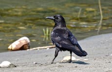 Crows 'as clever as children' in causal reasoning