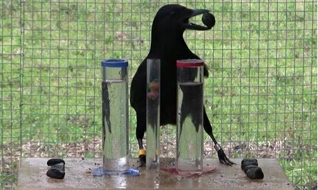 The tasks asked for crows to raise water levels to reach food. Credit: Sarah Jelbert/Plos One