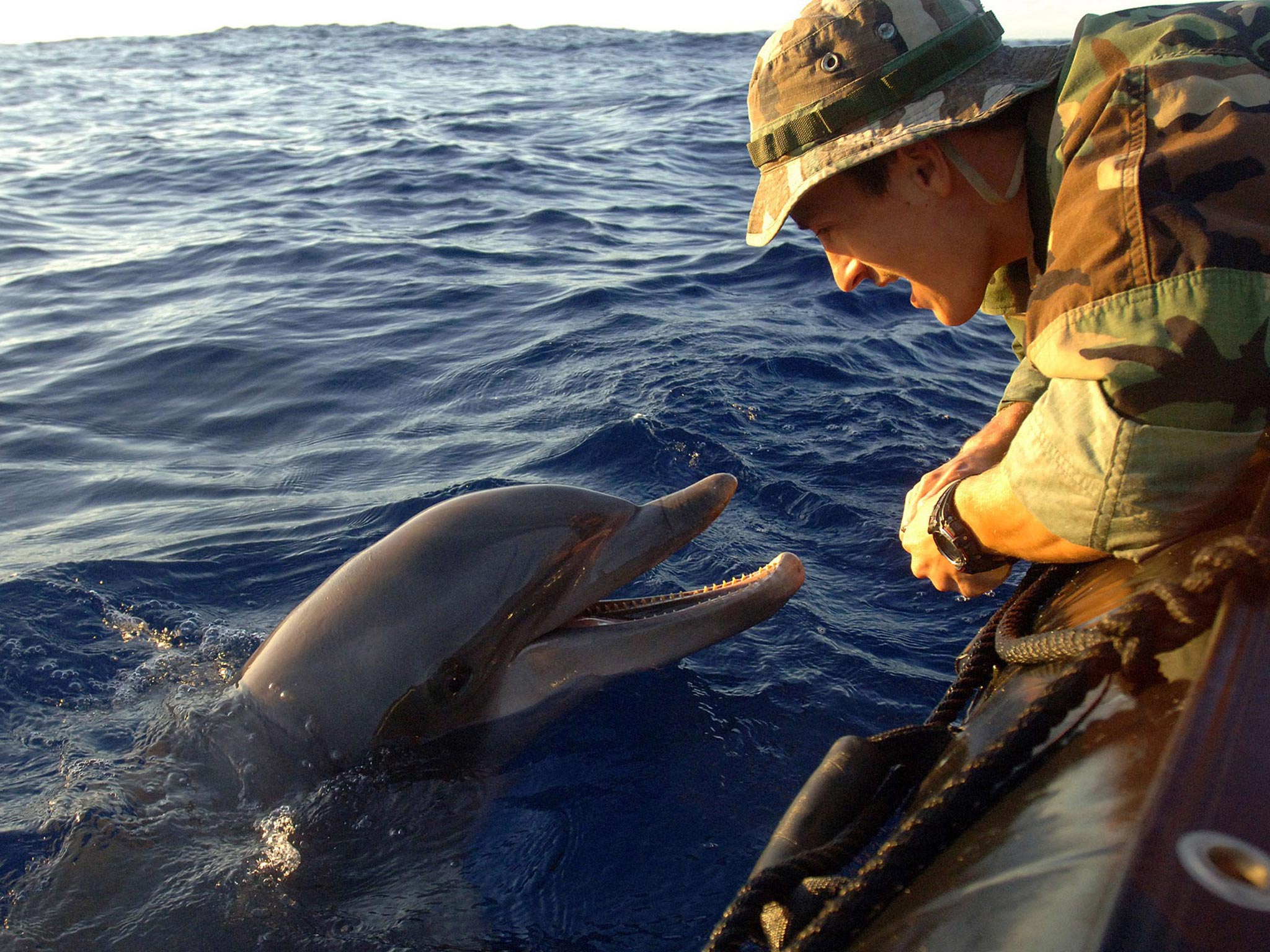 Dolphin duty: the US Navy has a force of 75 Pacific bottlenose
dolphins trained to find mines