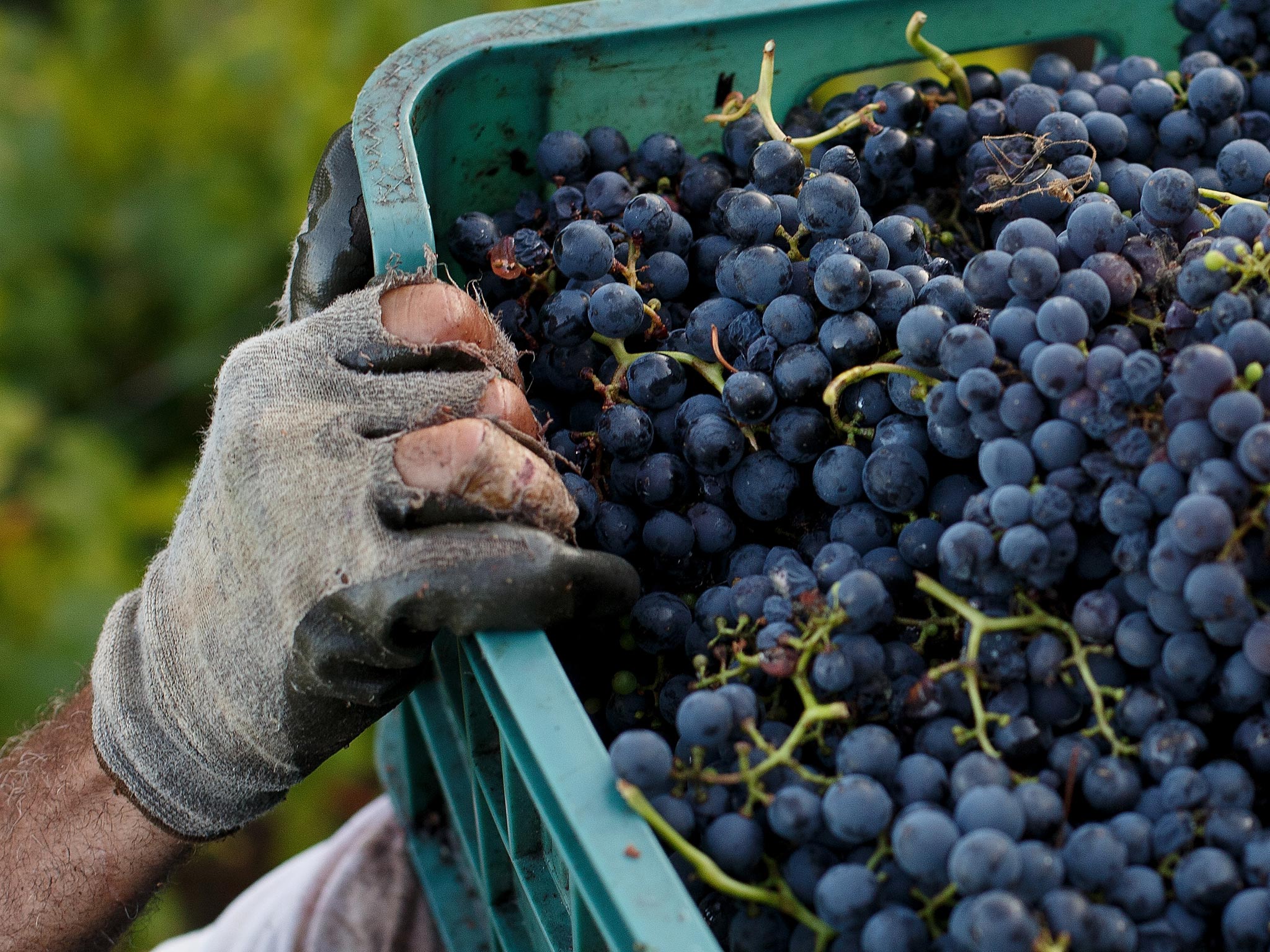 The first wine grapes are set to be harvested from a sloping vineyard in Upper Largo on the south coast of Fife