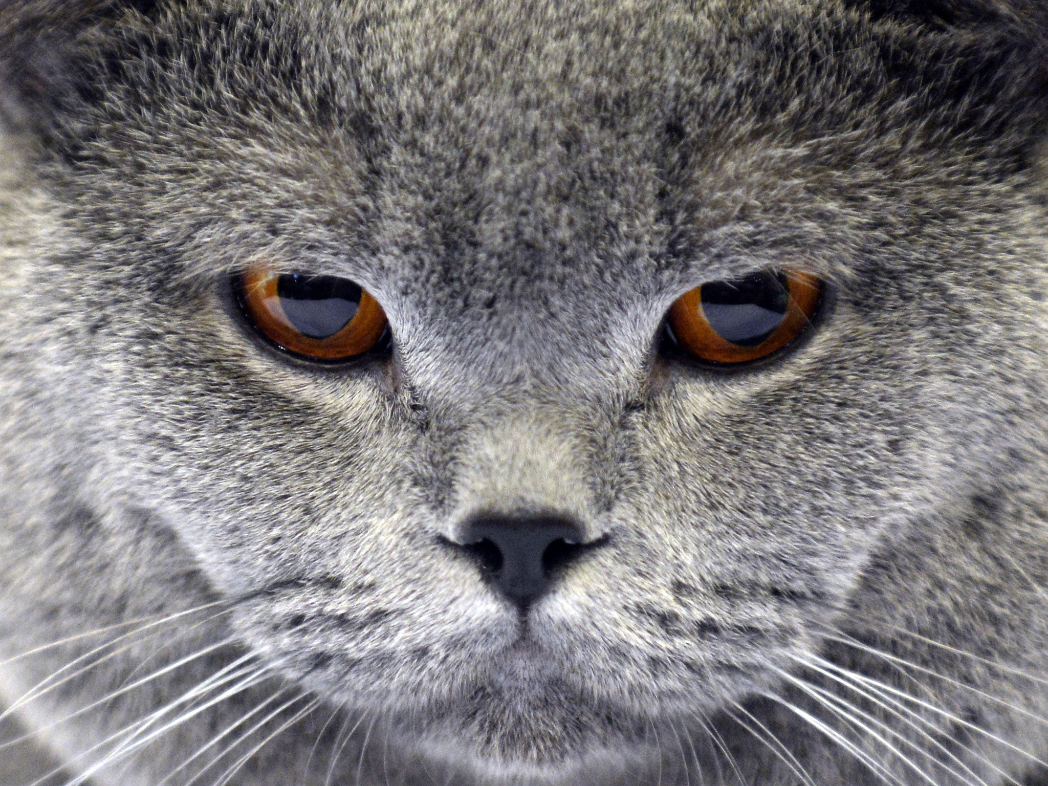 A cat, unrelated to the disease, is pictured during an exhibition in Moscow