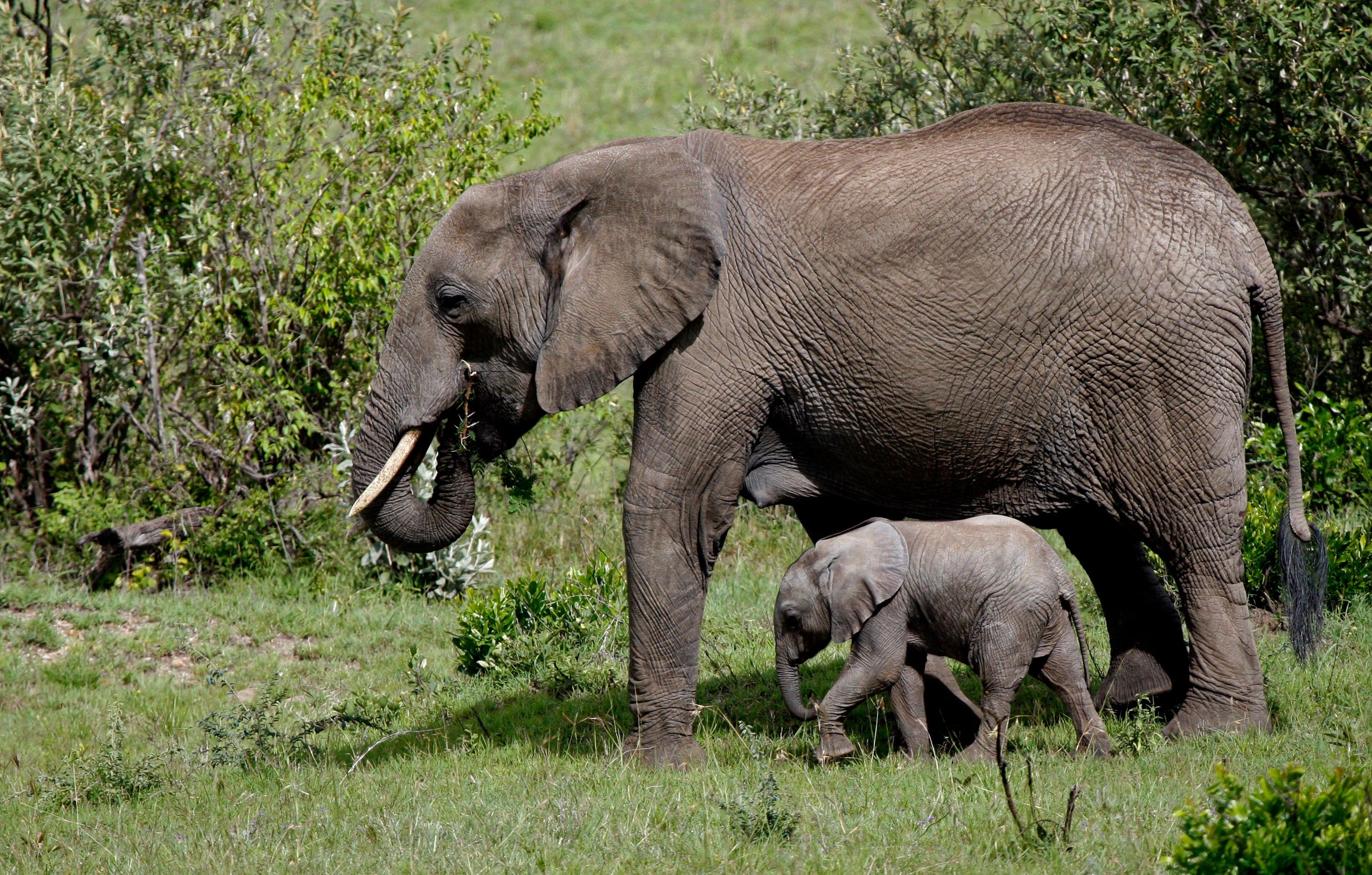 Elephants have been removed from their mothers in the wild