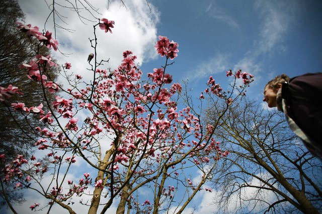 Magnolias in full bloom at The Royal Botanical Gardens in Kew earlier this month