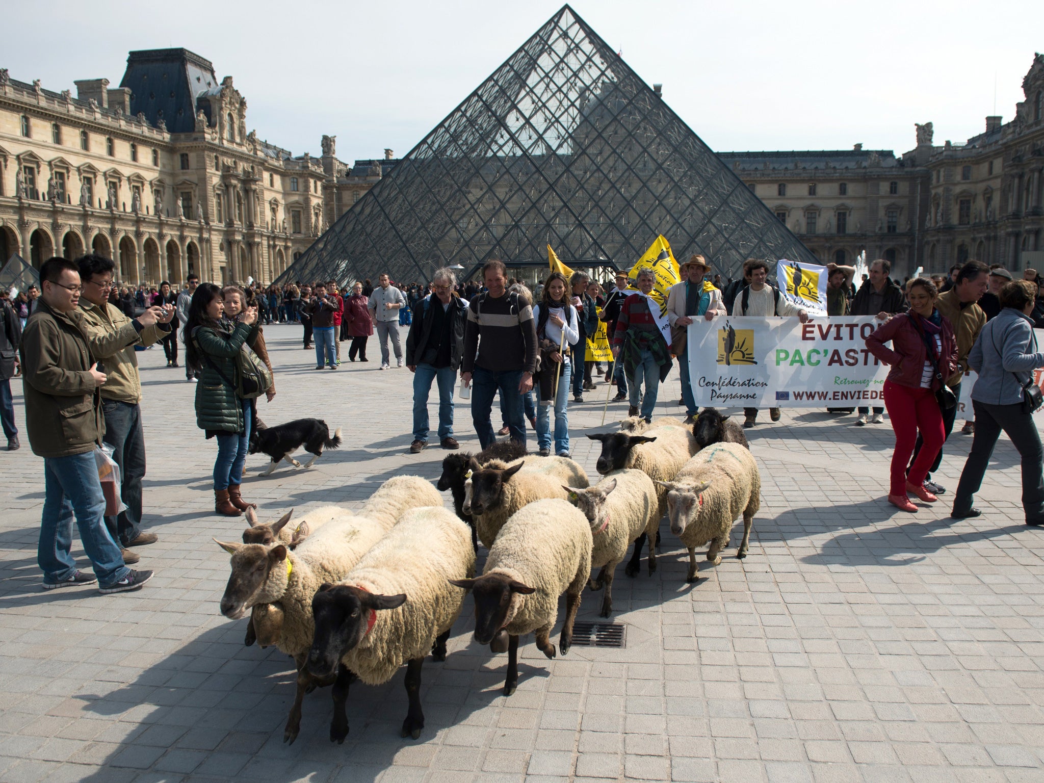 The 'Confederation Paysanne' (Farmers Confederation) union demonstrate with a flock of sheep outside the Louvre museum on March 28, 2014, in Paris