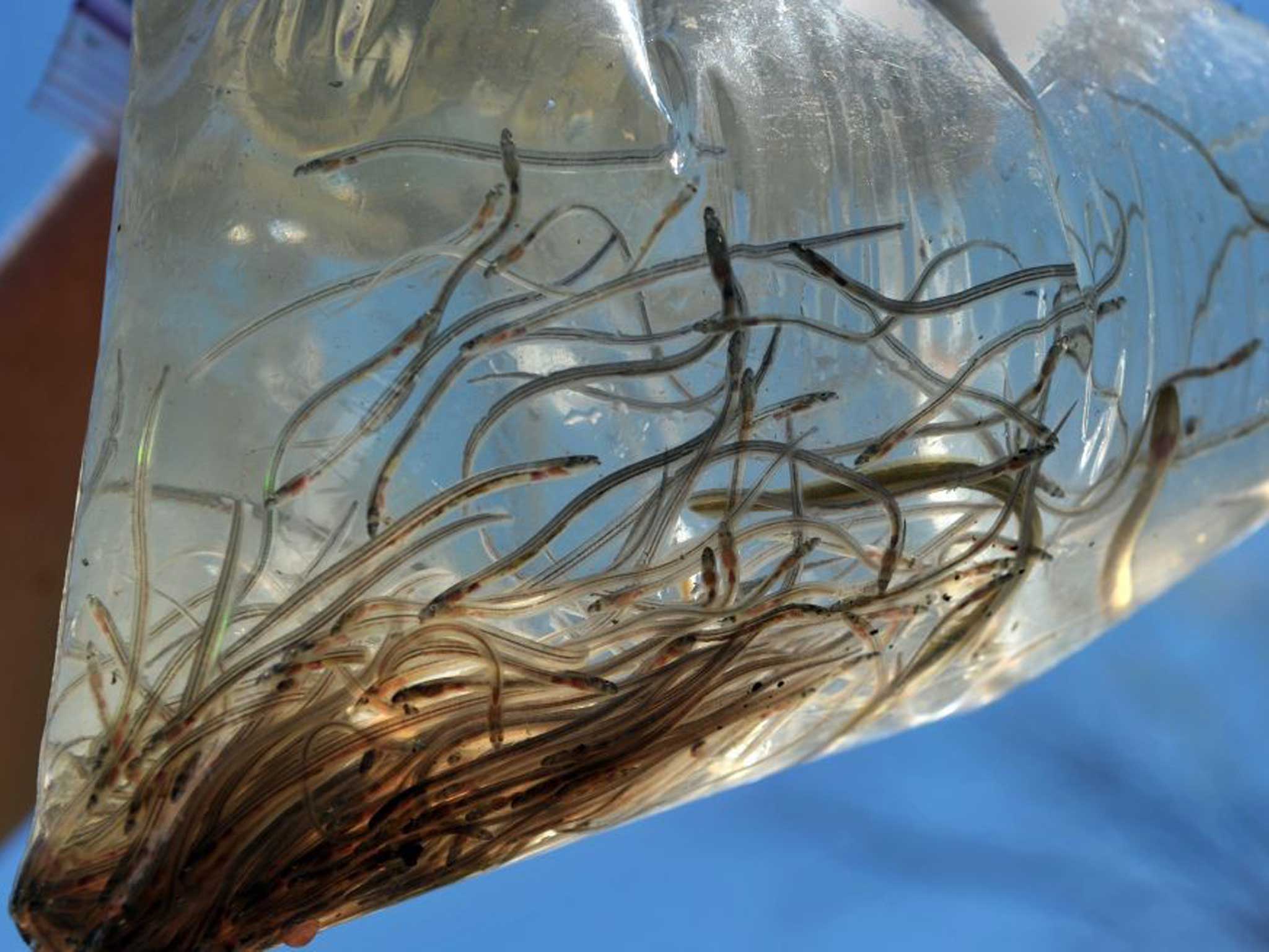A million glass eels will swim up the River Parret
