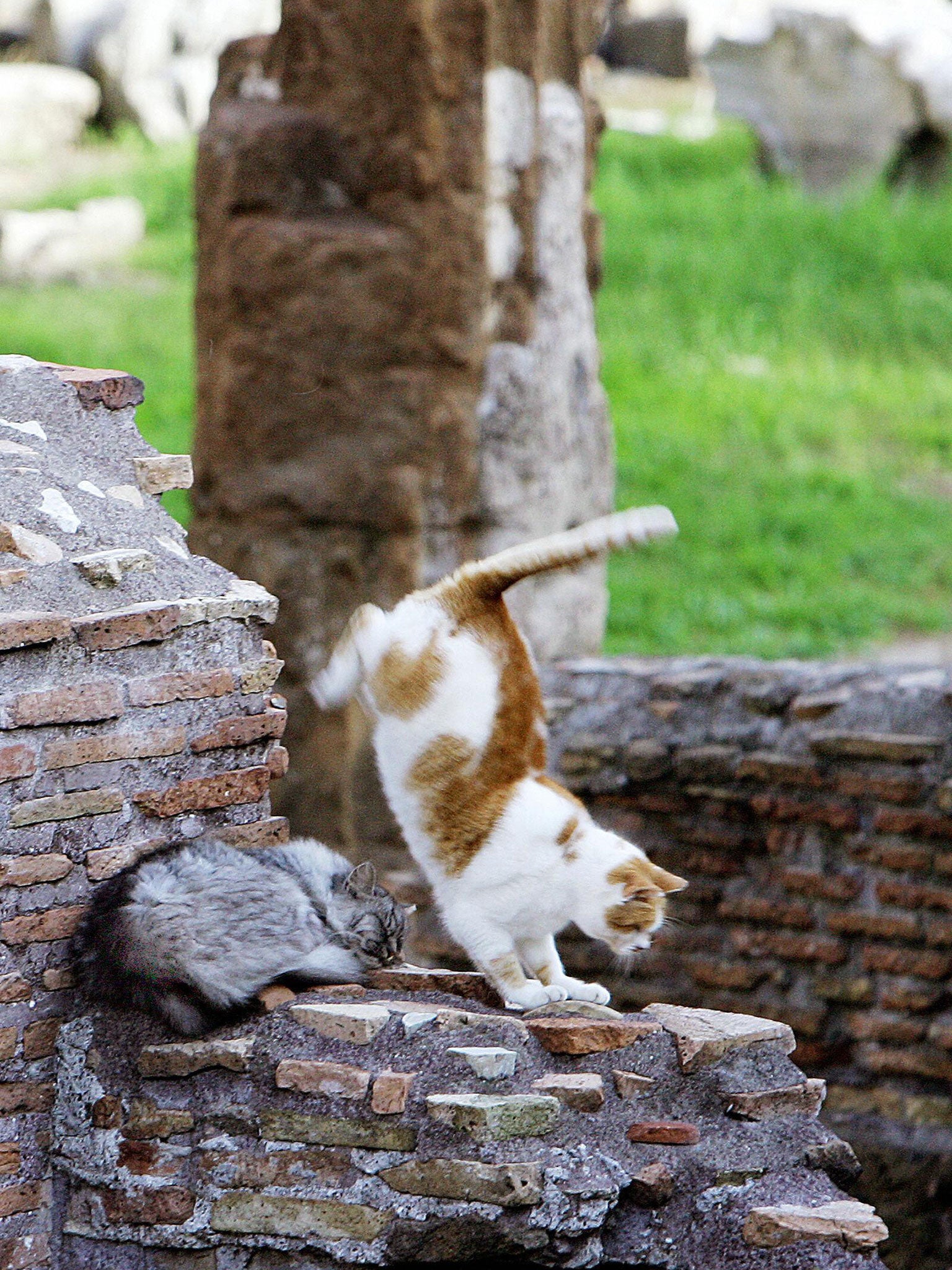 Stray cats play on ancient ruins in central Rome. Animal campaigners are unhappy with the scheme, claiming Berlusconi has understated the problem