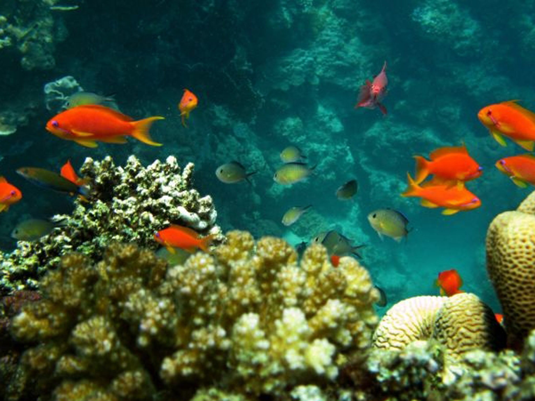 Coral reefs, home to one third of marine species are threatened by ocean acidification and human activities