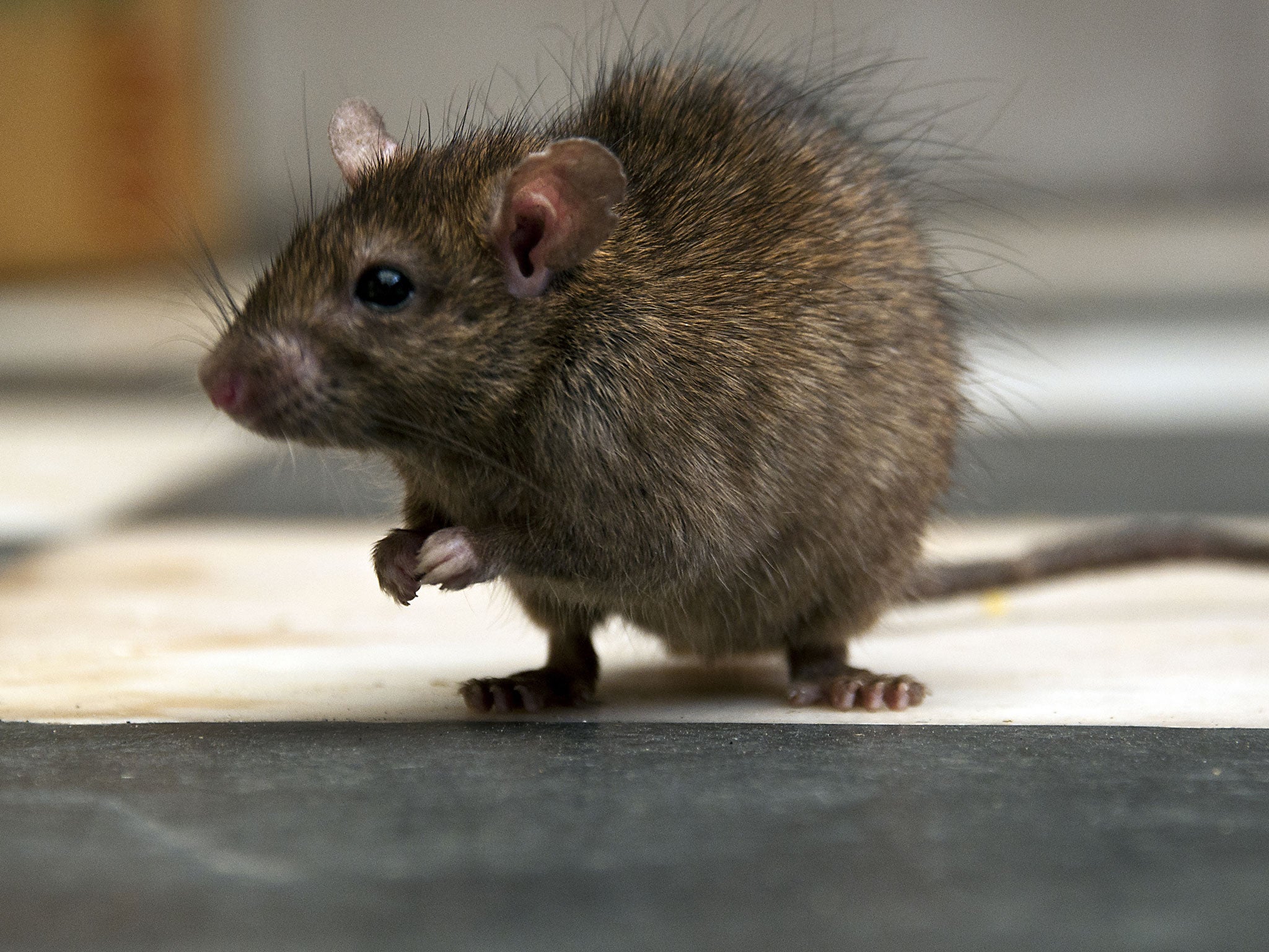 Birmingham being overrun by 'unbelievably big and heavy' rats | The  Independent | The Independent