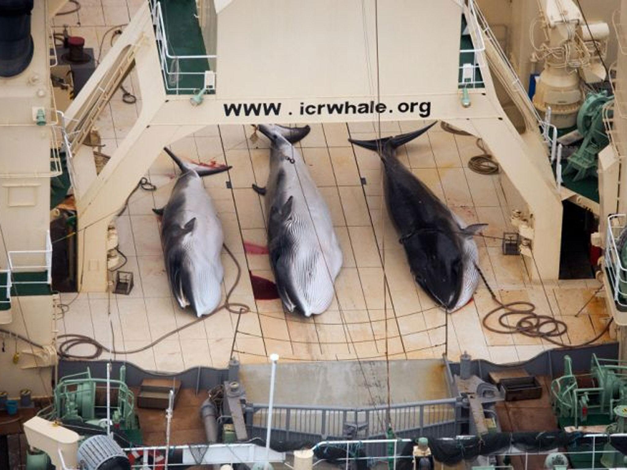 A photo taken on 5 Jan2014 shows three dead minke whales on the deck of the Japanese whaling vessel Nisshin Maru, in the Southern Ocean.