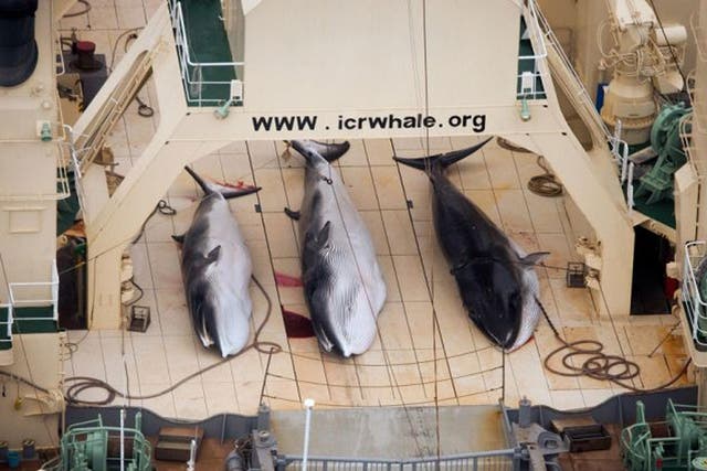FILE - In this file photo taken on Sunday, Jan. 5, 2014 and supplied by Sea Shepherd Australia on Monday, Jan. 6, 2014, three dead minke whales lie on the deck of the Japanese whaling vessel Nisshin Maru, in the Southern Ocean. The International Court of Justice is ruling Monday on Japan's whaling program in Antarctic waters, in a case brought by Australia. Japan hunts around a thousand mostly minke whales annually in the icy waters of the Southern Ocean as part of what it calls a scientific program. Australia and environmental groups say the hunt serves no scientific purpose and is just a way for Japan to get around a moratorium on commercial whaling imposed by the International Whaling Commission in 1986.