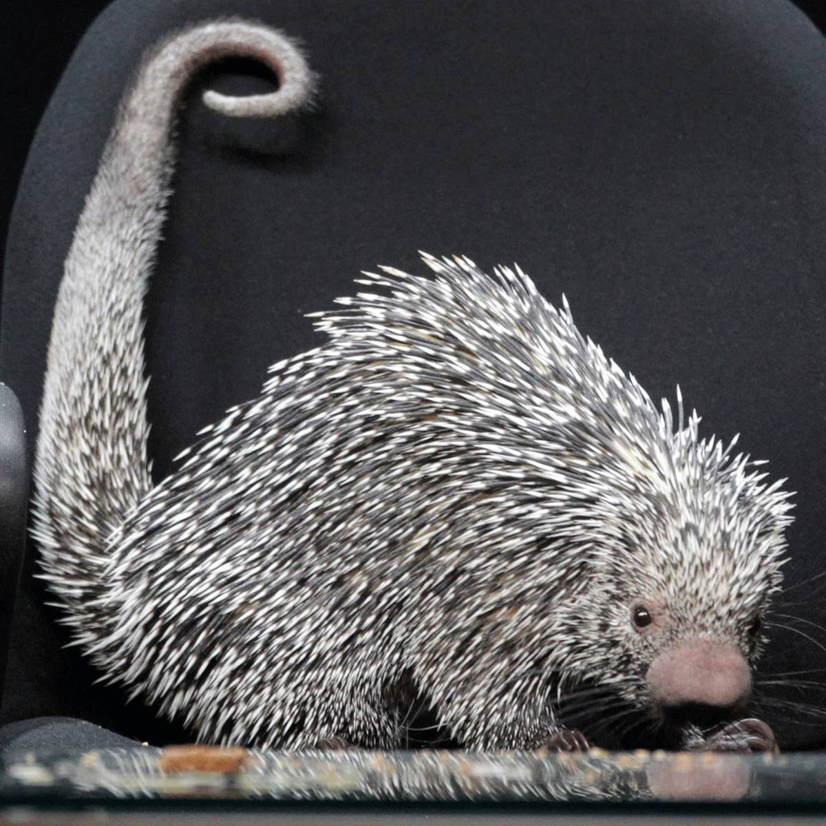 Man gives roadkill porcupine a Csection, saves its baby The Independent The Independent