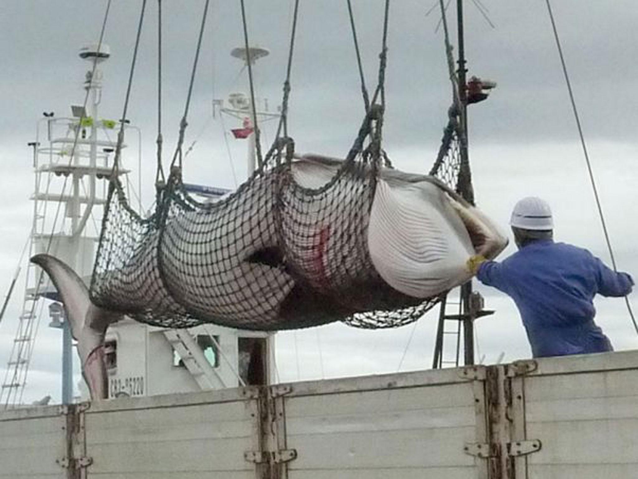 File: A dead minke whale is unloaded in Kushiro on the Japanese island of Hokkaido. Australia brought a case to the UN against the annual killing