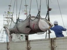 Japan could 'hunt even more whales' despite UN ban on Antarctic
