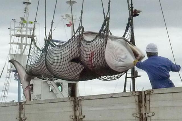 A dead minke whale is unloaded in Kushiro on the Japanese island of Hokkaido.