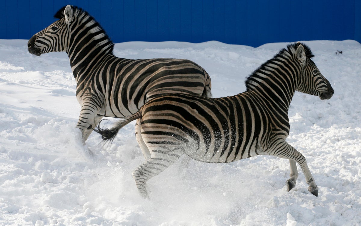 Why the Zebra Has Stripes – Dartmouth Undergraduate Journal of Science