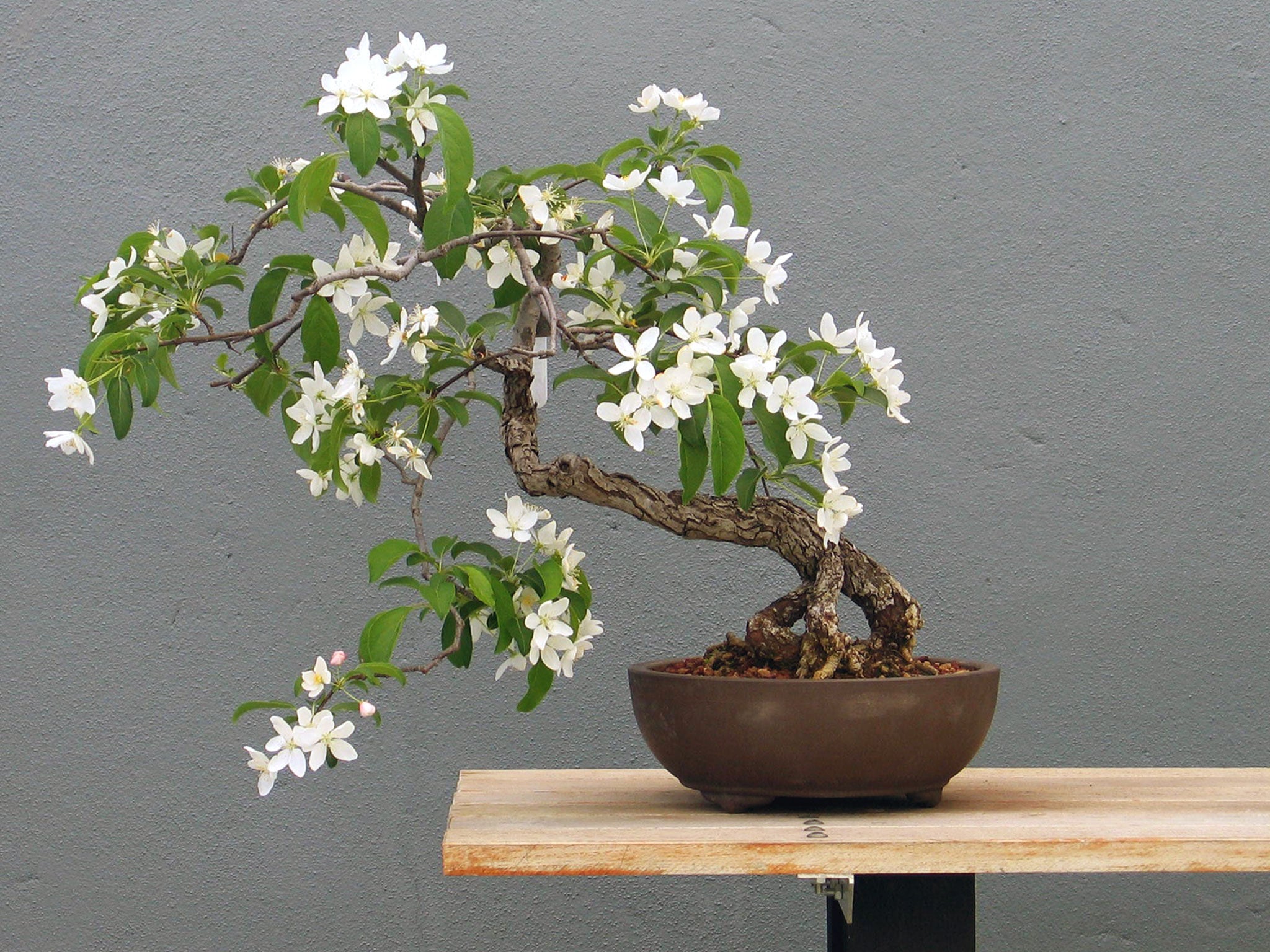 A Malus slant style bonsai in Spring in New York