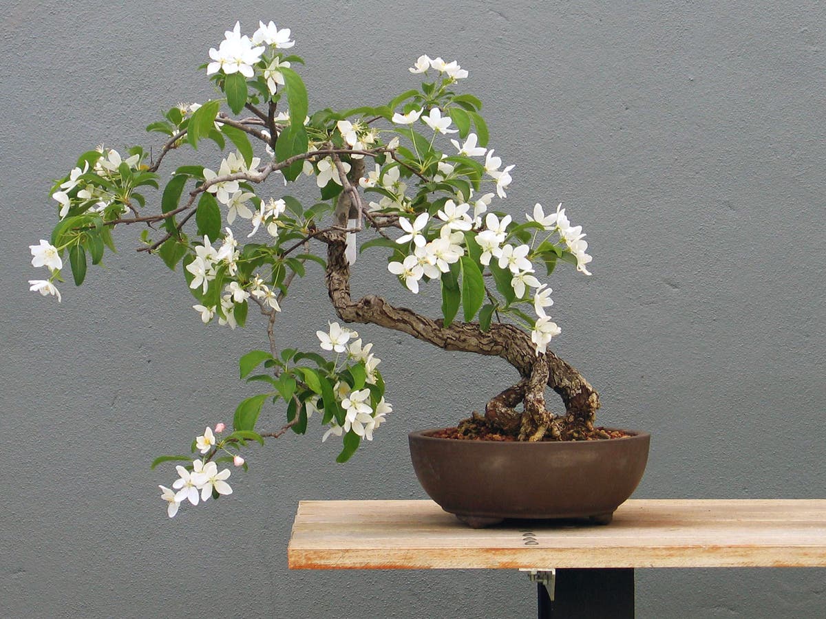Bonsai collection at the Brooklyn Botanic Garden in New York The